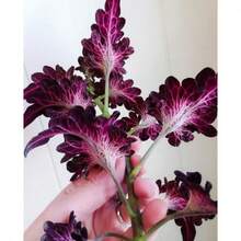 Color Mix Black Dragon Coleus Seeds, Indoor Shade Plant CC0120 - 變體1 - 查看 2