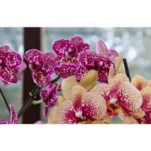 200pcs Mixed Bright Large Butterfly Lotus Seeds - Suitable For Planting Butterfly Lotus Seeds Are Easy To Grow Inside And Outside The Garden - 200 - View 3