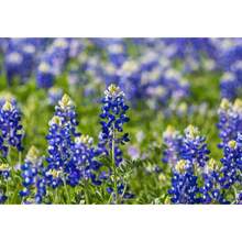 180pcs Bluebell Seeds - 180 - View 2