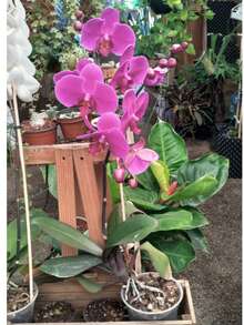 SUSTRATO DE CORTEZA DE PINO PARA ORUIDEAS PARA MACETAS Y JARDIN - Café integral - Ver 2