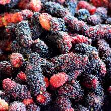200pcs Blackberry Traditional Gardening Seeds, Open Pollination, Ideal For Home Gardening Plants Live   Vegetable Seeds Seeds Hosta Plants Plants Gardening Flower Seeds Plant Flowers For Outside Semillas De Flores Para Sembrar Gardening  All  Plants For Outside Mosquito Repellent Outdoor Garden Plants Seeds For Planting Perennial Flower Seeds Plant Seeds