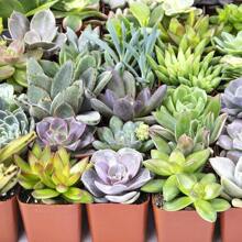 Assorted Potted Succulents - Grower's Choice Live Houseplants Plants Live   Vegetable Seeds Seeds Hosta Plants Live Plants Plants Gardening Flower Seeds Plant Flowers For Outside Semillas De Flores Para Sembrar Gardening  All  Live Plants Not Seeds Live Plants  Plants For Outside Mosquito Repellent Outdoor Garden Perennial Plants Seeds For Planting Live Plants  Not Seeds Perennial Flower Seeds Plant Seeds