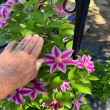 Clematis Kleine Entlein Samen 15
