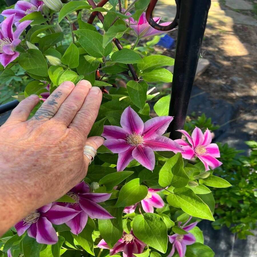 Clematis Kleine Entlein Samen 15