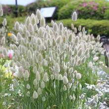 Lagurus Ovatus - 100 Seeds - Everlasting - Soft And Fluffy -