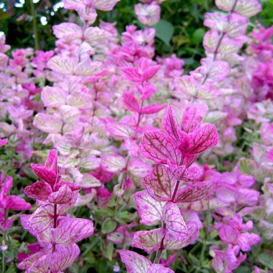 PINK SUNDAE Clary Sage 200 Seeds - Variant1 - View 1