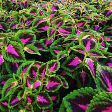 200pcs Blue Red Hosta Plant Seeds Hosta Garden Flowers Perennial Plant Plants Live   Vegetable Seeds Seeds Hosta Plants Plants Gardening Flower Seeds Plant Flowers For Outside Semillas De Flores Para Sembrar Gardening  All  Plants For Outside Mosquito Repellent Outdoor Garden Plants Seeds For Planting Perennial Flower Seeds Plant Seeds - 200件 - 查看 1