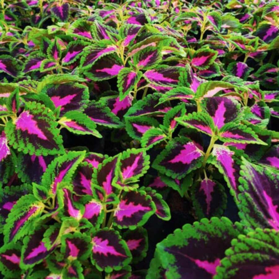 200pcs Blue Red Hosta Plant Seeds Hosta Garden Flowers Perennial Plant Plants Live   Vegetable Seeds Seeds Hosta Plants Plants Gardening Flower Seeds Plant Flowers For Outside Semillas De Flores Para Sembrar Gardening  All  Plants For Outside Mosquito Repellent Outdoor Garden Plants Seeds For Planting Perennial Flower Seeds Plant Seeds - 200件 - 查看 1