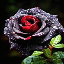 322 Pieces Black Buck Black Red Rose Seeds Four Seasons Easy-To-Live Indoor And Outdoor Balcony Planting - 322 - 查看 1
