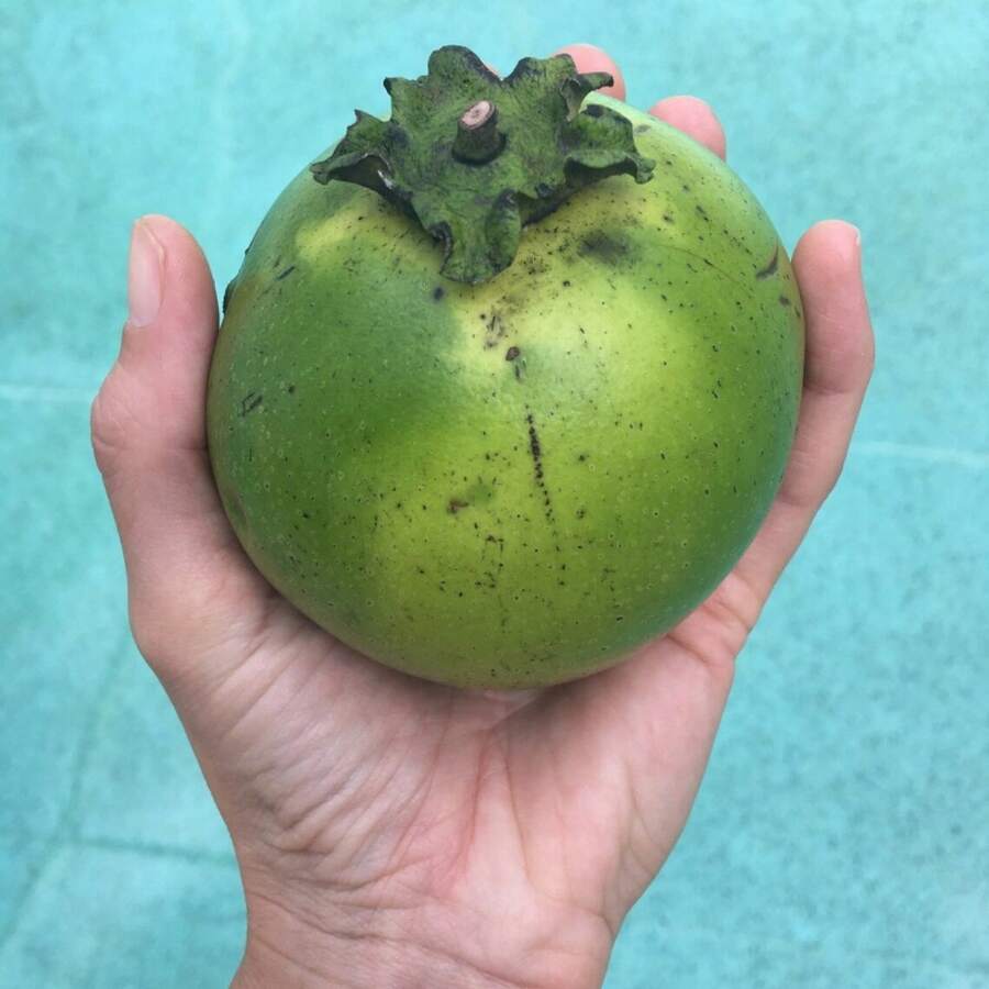 Black Sapote Seeds (Chocolate Pudding Fruit) -- IN SEASON - 1Pack - View 1