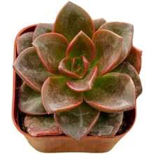 Succulents Starter Succulents Easy Care Houseplants Rooted In Succulent Mix Pot And Soil Not Included - 100Seeds - View 5