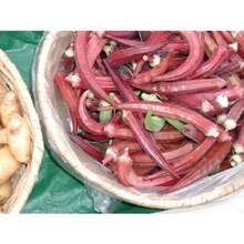 20 Pieces Of Okra Seeds Clemson Spineless Okra Super Healthy Vegetable Seeds - Green - View 1