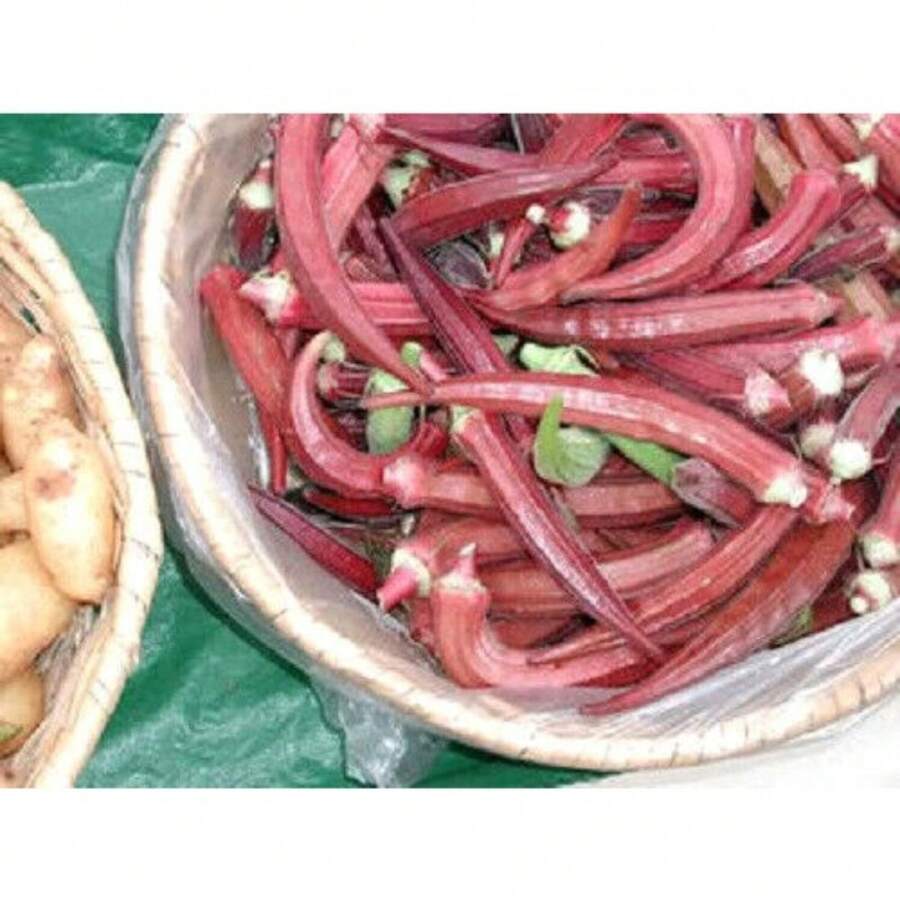 20 Pieces Of Okra Seeds Clemson Spineless Okra Super Healthy Vegetable Seeds - Green - View 1