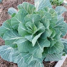 1000+ Vegetable Garden Growing Turnip Seeds 606 ,Fruitful Variety Seed Assortment,High Germination Rates - 1000 - View 2