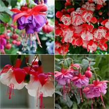 120pcs Fuchsia Enkianthus Flower Seeds For Home Garden Planting - 120個 - 查看 4