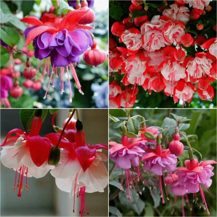 120pcs Fuchsia Enkianthus Flower Seeds For Home Garden Planting - 120pcs - View 4