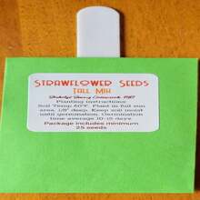 Strawflowers Seed Pack 25 Seeds - SEED - View 2