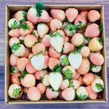 1000pcs Rare White Strawberry Seeds For Planting White Pineberry Strawberry Seeds - SEED - View 2