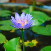 The Seeds Of Maverick SUPSEED 40 Mixed Colors Pot Lotus Seeds - Strange Water Chestnut Plant Seeds, Suitable For Pond Decoration And Home Gardening