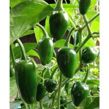 100 Pieces Chili Seeds - Grow Your Own Spicy Garden At Home, Ideal For Cooking And Salsa - 100 pcs - 查看 1