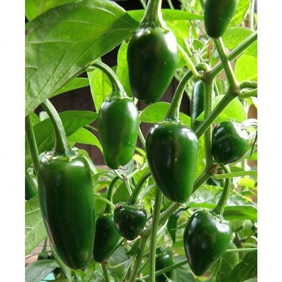 100 Pieces Chili Seeds - Grow Your Own Spicy Garden At Home, Ideal For Cooking And Salsa - 100 pcs - 查看 1
