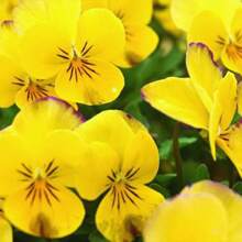 100 Seeds Viela Yellow Perennial Perfection Flower Seeds For Plants Live  Vegetable Seeds Hosta Plants Live Plants Garden Flower Seeds Plants For Outdoor Semillas De Flores Para Sembrar Garden  All  Live Plants Not Seeds Live Plants  Plants For Outdoor Mosquito Protection Outdoor Garden Perennial Plants Seeds For Planting Live Plants  Not Seeds Perennial Flower Seeds Plant Seeds - 100件 - 查看 3