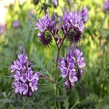 Phacelia Herb Organic Seeds, 250+ Count Phacelia Phacelia Seeds, Home Gardening, High Germination, For Garden And Pot, Phacelia Tanacetifolia