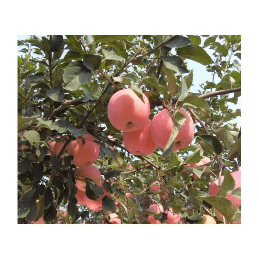 Apple Seeds 607, Fruitful Range Of Seeds, High Germination Rate