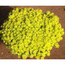 Garden Plant 1000 Seeds Goldmoss Sedum Golden Acre Sedum Stone Cross Goldmoss Ground Cover Flower Seeds Home Garden