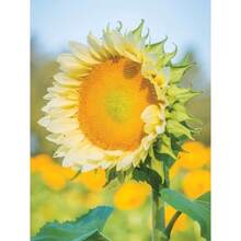Gift 500 Pieces 50 Sunflower Seeds Sunflower Procut Lite White Cut Flower Seeds Helianthus Seeds F1 Hybrid - 變體1 - 查看 2
