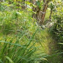 Lemongrass Seeds Lemon Grasss Mosquito Non GMO - SEED - View 4