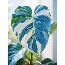 110 Pieces Giant Elephant Ear Seeds For Planting Caladium Colocasia Hosta, Exotic Plant With Bold Tropical Leaves For Indoor And Outdoor Garden Decoration - Blue Green White - View 1