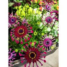 100 Pieces Of Rare Purple Forget-Me-Not Seeds For Planting - 變體1 - 查看 3