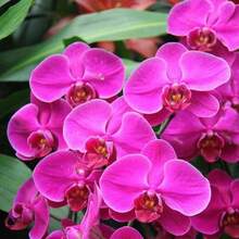 200pcs Orchid Seeds Butterfly Orchid Seeds Suitable For Home Garden Decoration Plants