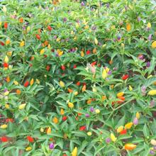 talla grande de 500 semillas de pimienta arcoíris boliviana para plantar, semillas de vegetales, plantas de hosta, plantas vivas, plantas de jardín, semillas de flores, plantas para exteriores, semillas de flores para plantar, jardín, todas las plantas vivas, sin semillas, plantas vivas, plantas de jardín para exteriores, repelente de mosquitos para uso en exteriores, semillas de flores perennes para plantar plantas vivas, sin semillas, semillas de flores perennes, semillas de plantas