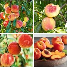 10Pcs Peach Fruit Tree Seed For Planting Outdoor-Non-GMO Heirloom Sweet Fruit Plant In Your Home Garden - Biến thể 1 - Xem 1