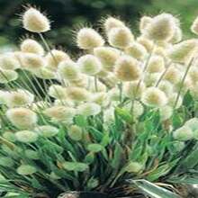 Lagurus Ovatus - 100 Seeds - Everlasting - Soft And Fluffy -