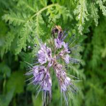 Phacelia Herb Organic Seeds, 250+ Count Phacelia Phacelia Seeds, Home Gardening, High Germination, For Garden And Pot, Phacelia Tanacetifolia