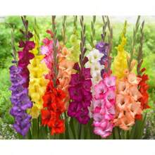 100 Stück Gladiolus-Samen, gemischte Farben, einfach zu züchtende mehrjährige Garten- oder Behälterblume