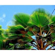 100pcs Seeds Fiji Fan Palm Tree Seeds Pritchardia Pacifica Fast Growing Tropical Plant - Variant1 - View 6