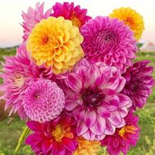30+ Dahlia Hybrid Flower Seeds, Dahlia Flower Seeds For Plant Plants Live   Vegetable Seeds Seeds Hosta Plants Live Plants Plants Gardening Flower Seeds Plant Flowers For Outside Semillas De Flores Para Sembrar Gardening  All  Live Plants Not Seeds Live Plants  Plants For Outside Mosquito Repellent Outdoor Garden Perennial Plants Seeds For Planting Live Plants  Not Seeds Perennial Flower Seeds Plant Seeds