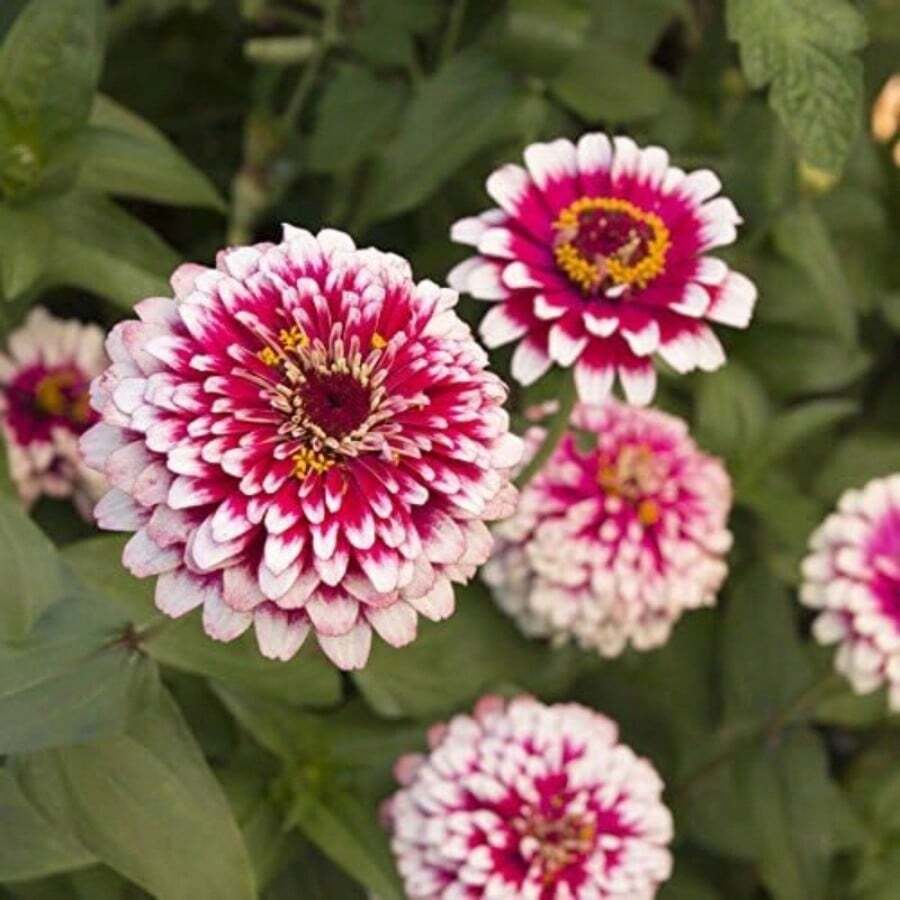 1000pcs Park Seed Chrysanthemum Seeds Hidden Dragon Variety Easy Growth For Spring Planting - SEED - View 1