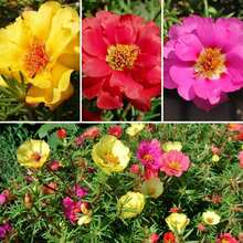 200 Large-Flower Tribulus Seeds Mixed With Peony Seeds For Pl Plants Live   Vegetable Seeds Seeds Hosta Plants Live Plants Plants Gardening Flower Seeds Plant Flowers For Outside Semillas De Flores Para Sembrar Gardening  All  Live Plants Not Seeds Live Plants  Plants For Outside Mosquito Repellent Outdoor Garden Perennial Plants Seeds For Planting Live Plants  Not Seeds Perennial Flower Seeds Plant Seeds