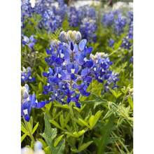 Texas Bluebonnet Wildflower Seeds -Over 2000 Native Seeds - Texas State Flower - 2000粒種子 - 查看 3