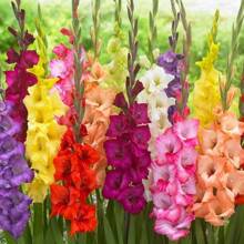 100 Stück Gladiolus-Samen, gemischte Farben, einfach zu züchtende mehrjährige Garten- oder Behälterblume