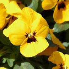 100 Seeds Viela Yellow Perennial Perfection Flower Seeds For Plants Live  Vegetable Seeds Hosta Plants Live Plants Garden Flower Seeds Plants For Outdoor Semillas De Flores Para Sembrar Garden  All  Live Plants Not Seeds Live Plants  Plants For Outdoor Mosquito Protection Outdoor Garden Perennial Plants Seeds For Planting Live Plants  Not Seeds Perennial Flower Seeds Plant Seeds - 100件 - 查看 2