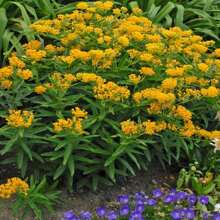 Schmetterlingsmilchblume 'Hello Yellow' (Asclepias tuberosa) Paket mit 12 Samen mit KOSTENLOSEM Versand