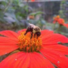 Confezione di 25 semi di girasole messicano rosso (Tithonia Rotundifolia 'Red Torch') con spedizione gratuita