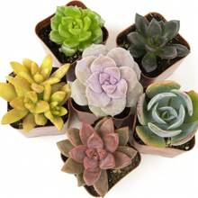 Assorted Potted Succulents - Grower's Choice Live Houseplants Plants Live   Vegetable Seeds Seeds Hosta Plants Live Plants Plants Gardening Flower Seeds Plant Flowers For Outside Semillas De Flores Para Sembrar Gardening  All  Live Plants Not Seeds Live Plants  Plants For Outside Mosquito Repellent Outdoor Garden Perennial Plants Seeds For Planting Live Plants  Not Seeds Perennial Flower Seeds Plant Seeds