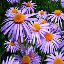 100 Lilac NEW ENGLAND ASTER (Michaelmas Daisy) Aster Novae For England Flower Seeds